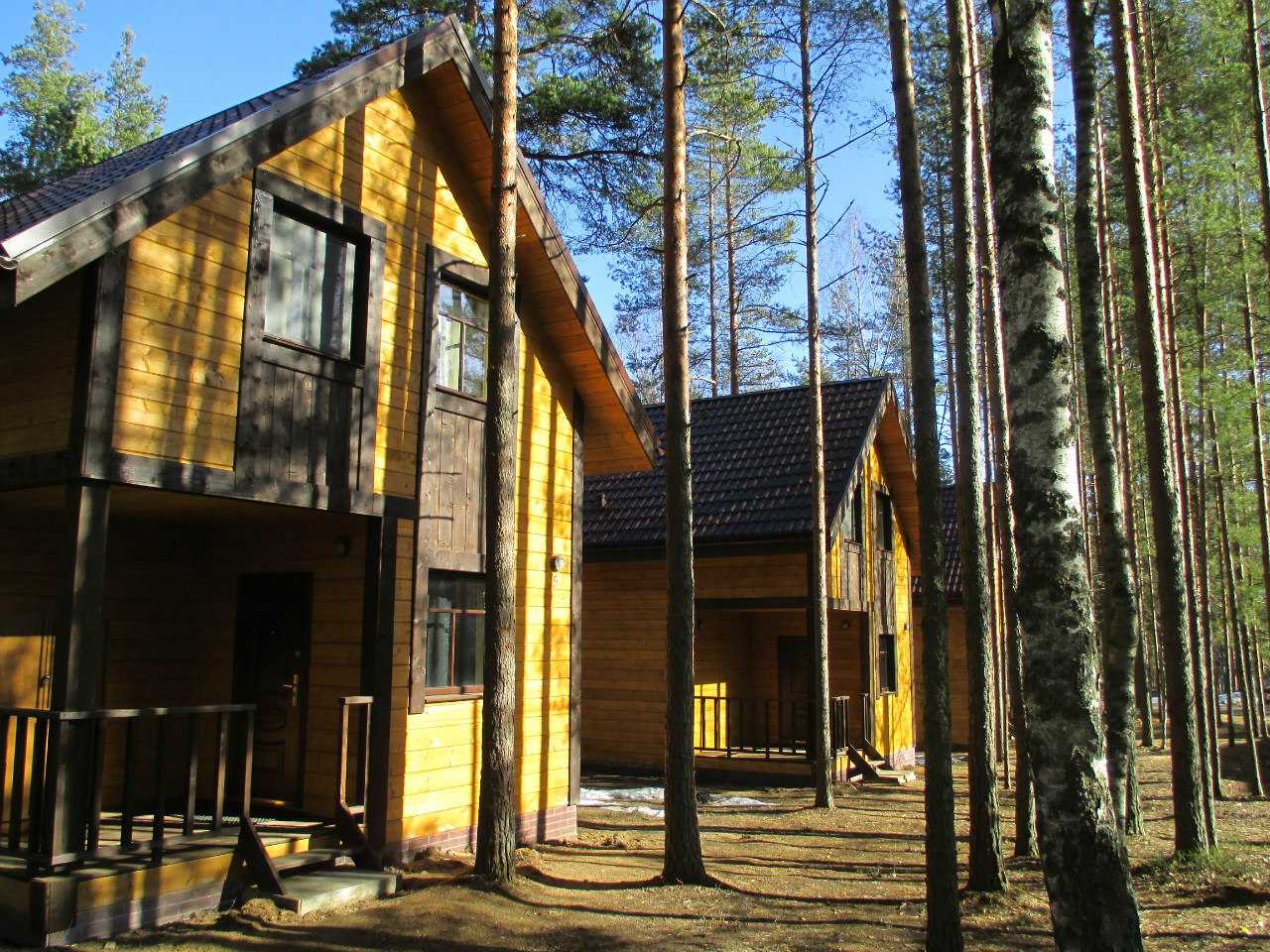 Дом в сосновом лесу фото