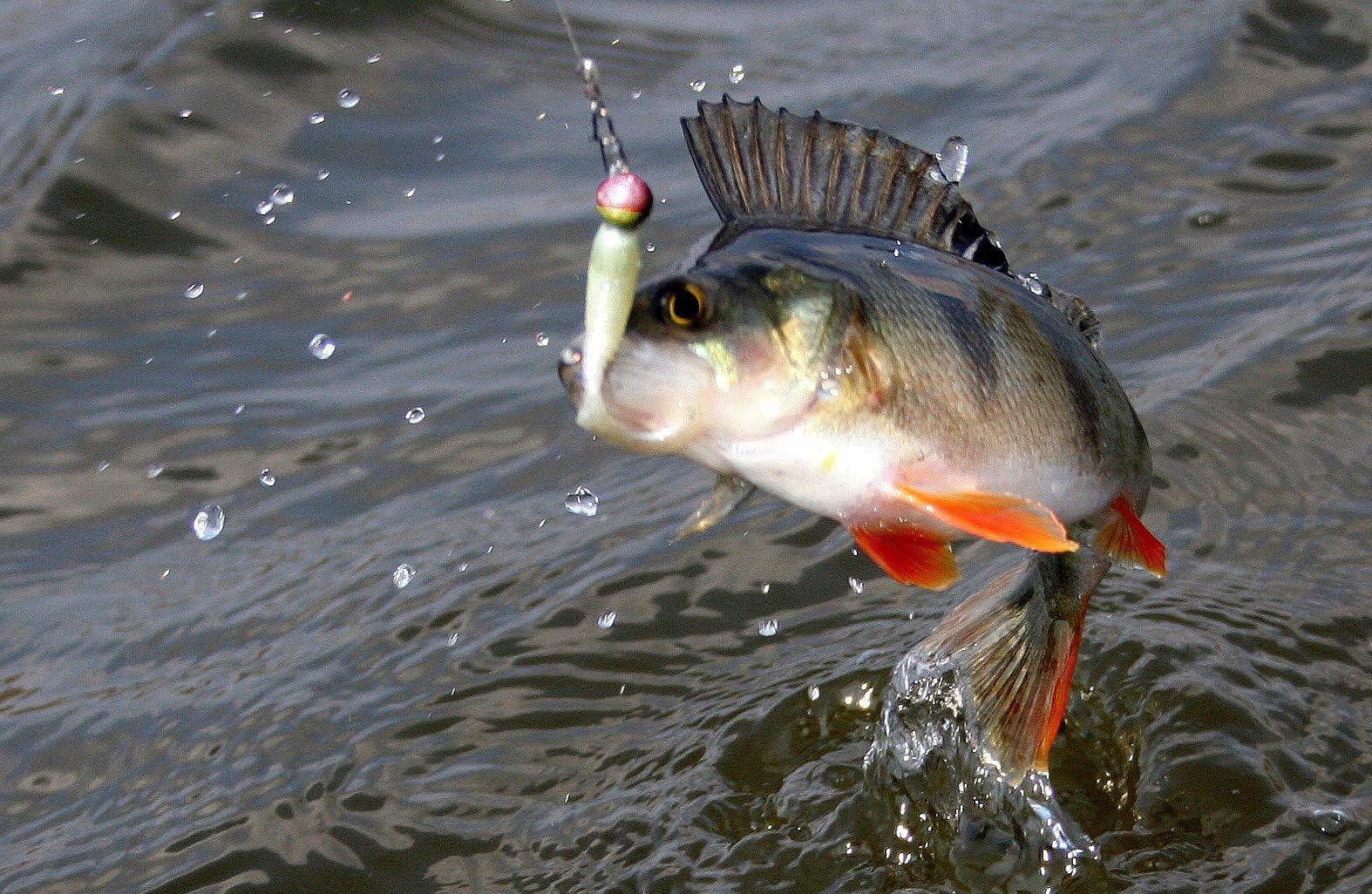 летняя рыбалка на окуня на удочку видео